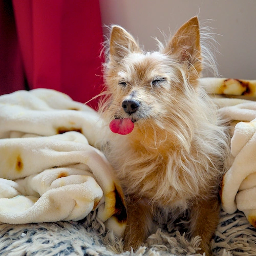 A picture of Skittles, a golden Yorgihuahua. She is sticking out her tongue and making a silly face.