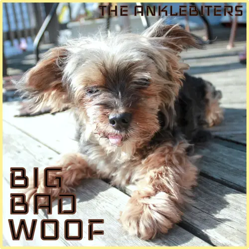 The album art for Big Bad Woof by The Anklebiters. It features a closeup photo of Teddy looking serious.